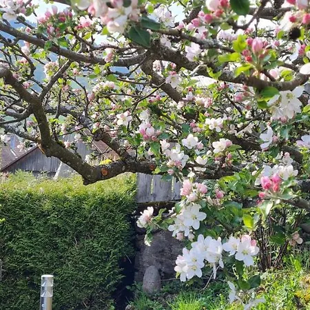 Διαμέρισμα Spacieux Et Confortables A Proximite Randonnees, Lacs, Nature Sondernach